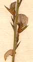 Psoralea tenuifolia L., blommor x8