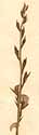 Psoralea tenuifolia L., blomställning x8