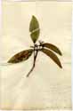 Psychotria asiatica L., framsida