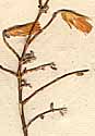 Pteronia sp., blomställning x8