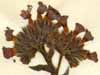 Pulmonaria angustifolia L., blomställning x8