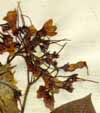 Pulmonaria sibirica L., blomställning x6