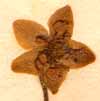 Pyrola uniflora L., flower x8