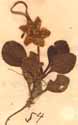 Pyrola uniflora L., närbild x6