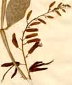 Quassia amara L., inflorescens x2