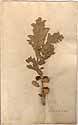 Quercus pendunculata L., framsida