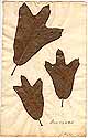 Quercus sp., framsida