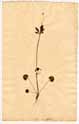 Ranunculus abortivus L., front