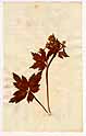 Ranunculus aconitifolius L., framsida