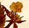 Ranunculus aconitifolius L., blomställning x8