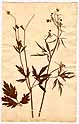 Ranunculus acris L., front