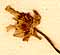 Ranunculus acris L., inflorescens x8