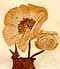 Ranunculus amplexicaulis L., inflorescens x8