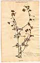 Ranunculus aquatilis L., front