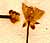 Ranunculus aquatilis L., inflorescens x8