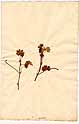 Ranunculus aquatilis L., front
