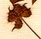 Ranunculus arvensis L., frukt x8