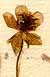 Ranunculus arvensis L., blomställning x8