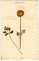 Ranunculus asiaticus L., framsida