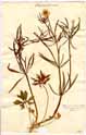 Ranunculus auricomus L., framsida