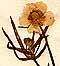Ranunculus auricomus L., inflorescens x8