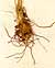 Ranunculus bulbosus L., roots x3