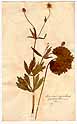 Ranunculus cassubicus L., front