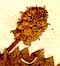 Ranunculus cassubicus L., frukt x8