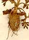 Ranunculus chaerophyllos L., root x5