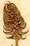 Ranunculus falcatus L., inflorescens x8