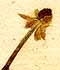 Ranunculus nivalis L., blomställning x8