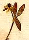 Ranunculus nivalis L., inflorescens x8