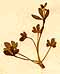Ranunculus nivalis L., inflorescens x4