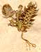 Ranunculus orientalis L., blomställning x7