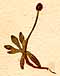 Ranunculus pygmaeus L., x8
