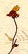 Ranunculus reptans L., blomställning x8