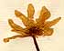 Ranunculus rutaefolius L., blomställning x8