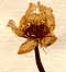 Ranunculus rutaefolius L., inflorescens x8