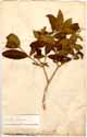 Rauvolfia tetraphylla L., framsida