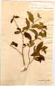 Rauvolfia tetraphylla L., framsida