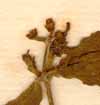 Rauvolfia tetraphylla L., inflorescens x8