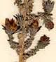 Reaumuria vermiculata L., inflorescens x8