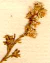 Reseda alba L., inflorescens x8