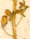 Reseda phyteuma L., fruit x8