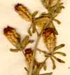 Reseda phyteuma L., fruits x6