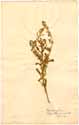 Reseda phyteuma L., framsida