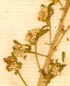 Reseda phyteuma L., blomställning x8