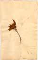 Rhamnus alaternus L., framsida