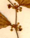 Rhamnus jujuba L., inflorescens x6