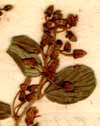 Rhamnus lineatus L., blomställning x8